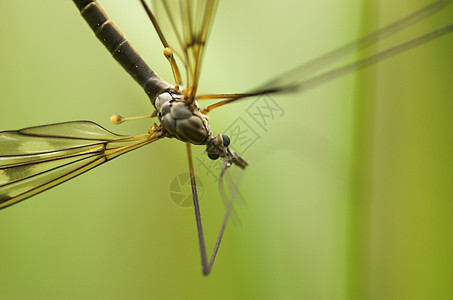 鹤飞行男性鹤蝇野生动物天线生物学臭虫宏观翅膀动物蚊子苍蝇图片