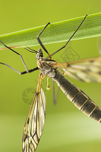 女鹤蝇天线臭虫生物学宏观野生动物动物苍蝇腹部蚊子图片