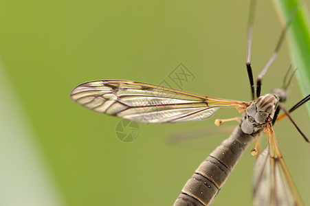 起重机臭虫翅膀腹部动物野生动物蚊子苍蝇宏观天线生物学图片