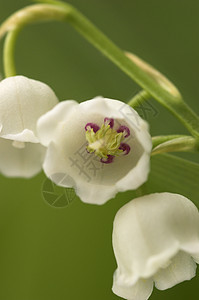 谷地里长城雌蕊白色森林柱头叶子灯丝绿色胚珠花朵宏观背景图片