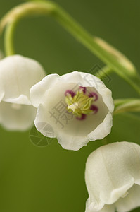 谷地里长城花瓣森林花药雌蕊灯丝白色宏观花朵叶子绿色背景图片