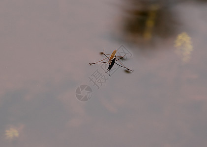 冲水机折射反射芦苇眼睛昆虫张力水黾图片