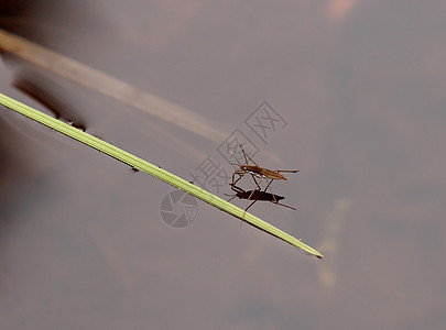 公园式冲水机折射反射芦苇水黾稻草张力眼睛昆虫图片