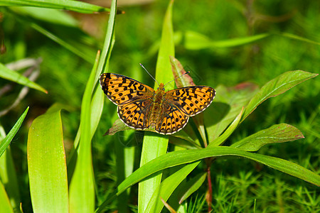 蝴蝶野生动物环境翅膀宏观绿色动物植物叶子黑色昆虫背景图片