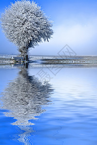一棵树的冬季风景图片
