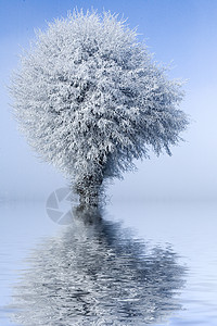 冬季风景单树和长板图片