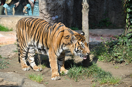 老虎动物园公园虎队动物背景图片