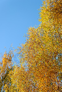 黄金烈火中的伯奇活力树叶桦木蓝色天空黄色图片