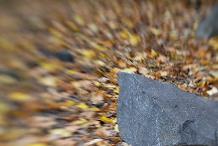 岩石和叶背景图片