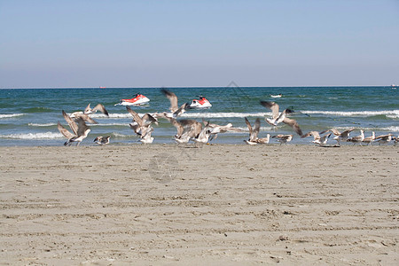海滩上飞行的海鸥蓝色微风海洋海浪支撑野生动物天空自由苍穹海岸线图片