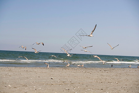 海滩上飞行的海鸥海浪海岸线航班海岸苍穹天空野生动物自由波纹海洋图片