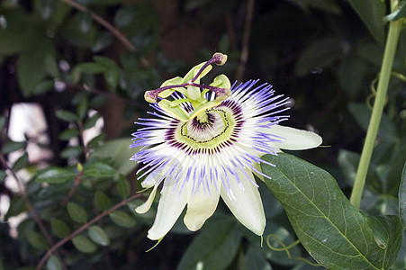 热带花卉蓝色花期红色雌蕊叶子花瓣白色植物群图片