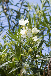 奥里安德语Name叶子雌蕊绿色蓝色花期白色植物群植物花瓣天空图片