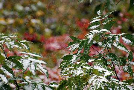 第一次降雪运动寒意风景植被季节雪花暴风雪衬套气旋植物图片