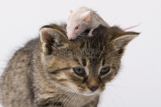 儿童猫和灰鼠友谊猫科动物老鼠小猫家庭生活宠物跑步好奇心悲伤表情图片