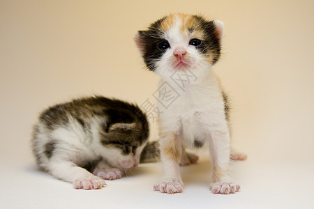 2只儿童猫身体家庭生活兄弟尾巴动物护理柔软度爪子兽耳流浪图片