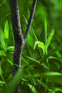 树树分支自然树木森林背景图片