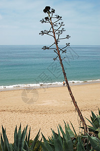 海滩假期酷暑沐浴者天空海洋蓝色木头旅游棕榈洗澡图片