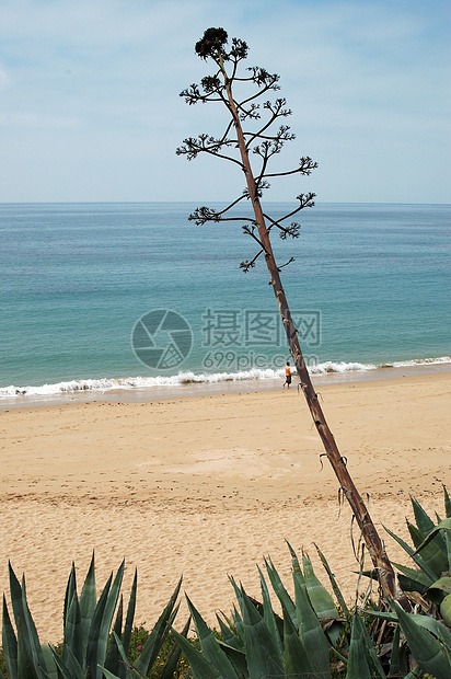 海滩假期酷暑沐浴者天空海洋蓝色木头旅游棕榈洗澡图片