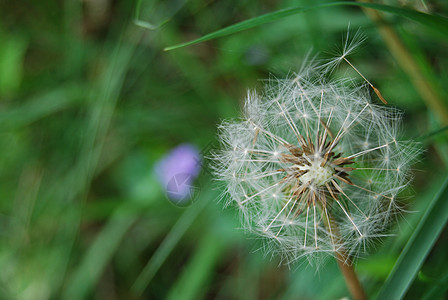 达当量植物植物群绿色花园杂草花朵白色美丽种子宏观图片