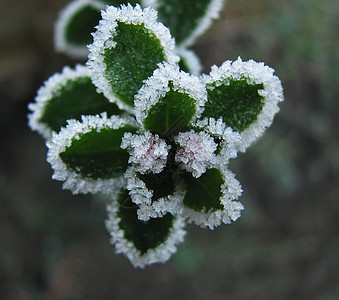 Escallonia 花蕾上的Frost图片