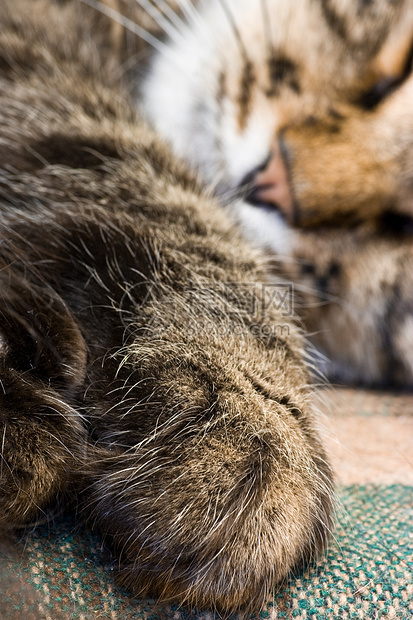 睡猫毛皮猫咪休息动物小憩条纹宠物哺乳动物宏观小猫图片