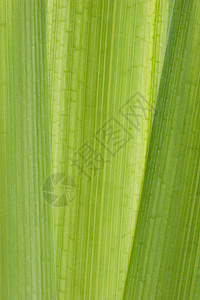 绿叶宏观镜头植物群植物学宏观条纹光合作用花园植物鸢尾花绿色叶子图片