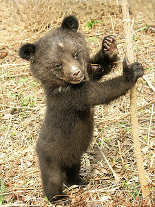 熊幼熊毛皮野生动物黑色食肉哺乳动物树干棕色荒野幼兽森林图片