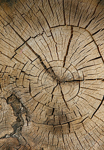 树背对齐树干木头森林木材戒指日志同心生活树木历史图片