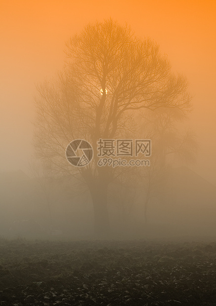 福吉秋秋风景季节叶子场地植物橙子太阳农场农业场景图片