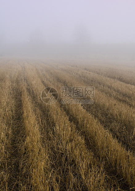 福吉秋秋文化场景场地阳光叶子季节植物农业田园太阳图片