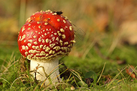 在草地上用拖脚凳或在草地上放蘑菇绿色红色棕色白色季节叶子图片