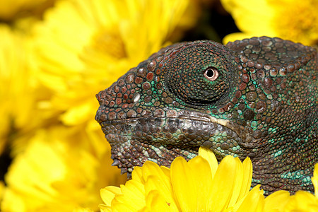 变色绿色情调异国爬虫生态动物园防御蜥蜴环境森林图片