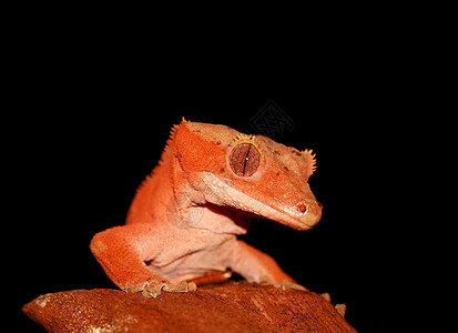 丙烯烷壁画青蛙宠物棕色纤毛虫环境蜥蜴热带森林动物多样性图片