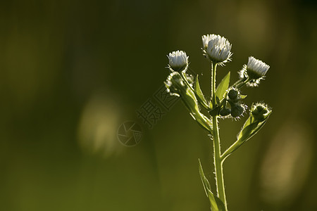 白米花花雏菊阳光宏观白色芳香植物甘菊绿色草本植物图片