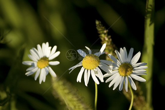 白米花花草本植物雏菊绿色芳香植物阳光白色宏观甘菊图片