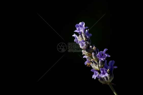 熏衣草花花朵紫色芳香草本植物植物图片