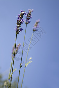 熏衣草花天空蓝色植物花朵芳香紫色草本植物图片