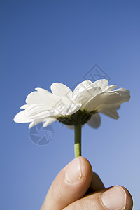 花朵和手对蓝天男性天空菊花男人礼物蓝色洋甘菊雏菊图片