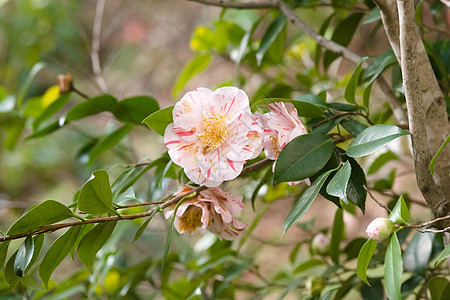 克特米亚Name花园衬套热带叶子植物花粉植物学木槿植物群文化图片