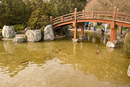 日本友谊花园绿化园林植物池塘反射公园绿色怀旧竹子冥想图片