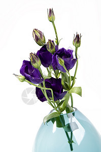 花瓶中的粘贴花玻璃植物群植物艺术奢华热情压痛花瓣树叶投标图片