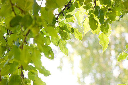 梨树叶叶公园森林绿色阳光宏观花园枝条天空植物晴天图片