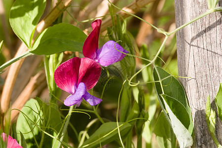 拉特鲁斯气味季节植物花园园艺植物群香椿花束花瓣香味藤蔓图片
