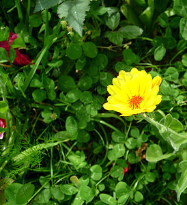 花园中的黄花黄色树叶叶子乡村生长绿色植物群花瓣植物植被图片
