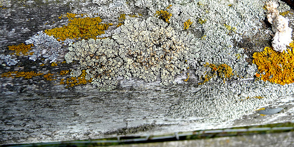 木质背景中的 Lichen材料宏观菌体叶状壳状地衣药皮木材图片