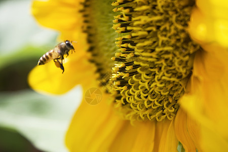 向日葵和蜜蜂阳光生活太阳季节农场金子植物天空晴天植物群图片