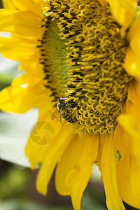 向日葵和蜜蜂美丽阳光天空生活晴天植物植物群花园农场季节图片