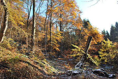 Bieszczady 森林中的森林图片