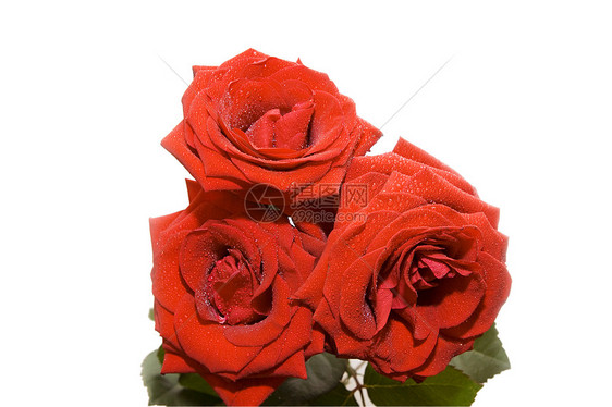 三朵玫瑰花瓣礼物婚礼白色恋人红色婚姻邀请函花朵图片